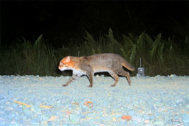 Takmn almas Biological Conservation bilim blteninde yaynland. <br> <br>  Kaynak: ScienceAlert 