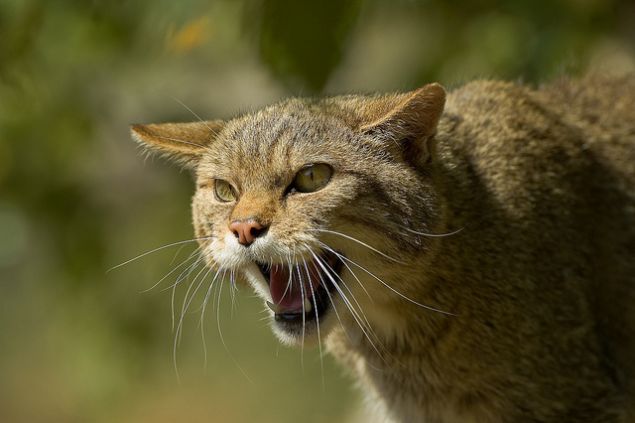 zm ne olursa olsun, aratrmaclar yaptklar yeni zmlemenin, karar verme srecini ynlendireceini ve kanun yapclara vahi kedilerin nerede en youn ekilde yaadn gstermesini umuyorlar.  
