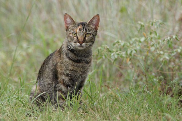 Avustralya, Dnya zerinde Antartikadan sonra hayvanlarn kediler olmadan evrimletii tek kta konumunda. Bu durum, sahip olduumuz vahi yaamn onlara kar ok savunmasz olmasnn sebeplerinden biri. Bu, vahi kedileri insanca ve etkili ekilde toplama ihtiyacn glendiriyor.  
