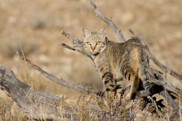 Takm, bunun sebebinin, bir blgedeki kedileri yok etmenin bir g boluu oluturmas ve kontrol ele almak isteyen dardaki kedileri blgeye ekmesi olduunu dnyor.  