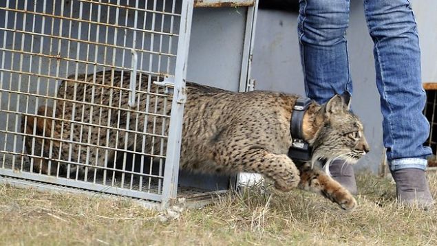 Avustralya gibi yerlerde nemli bir tehlike oluturuyorlar. Bunun sebebi, adann doal ortamndaki vahi yaamn, yrtc vahi kedi basks olmadan evrimlemi olmas ve onlardan kanacak ekilde donanml olmamalar.    