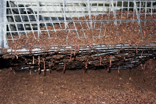 zkan, solucan gbresinin, retimlerini iki kat artrdna ahit olduklarn belirterek, 'Solucan gbresi zerine aratrma yaptm. Daha sonra bizzat denemek istedim. evremizde salatalk retimi yapan herkes istemeye balad. Yettii kadar herkese vermeye baladk ve ok iyi geri dnler aldk. rnein dedem iki kat rn almaya balad. evremizdeki birok reticinin salatalklarnn yapraklar sararrken bizim rnler yem yeil durmaya balad. Bunun zerine bir arkadamla birlikte bu tesisi kurmaya karar verdik.' diye konutu.  