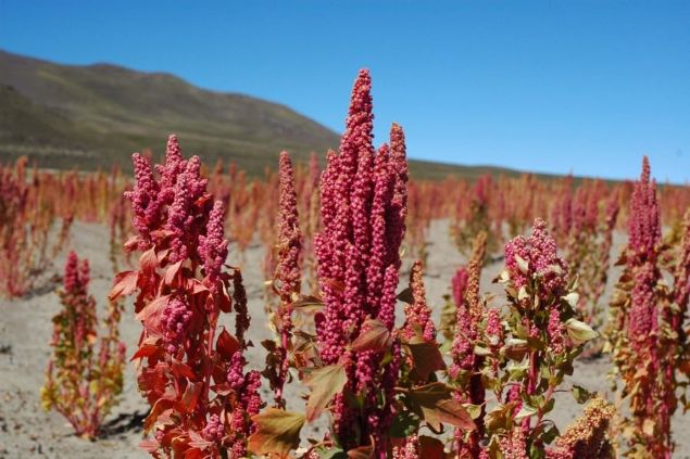 Markette sat�lan kinoalar genellikle gluten i�ermez.  