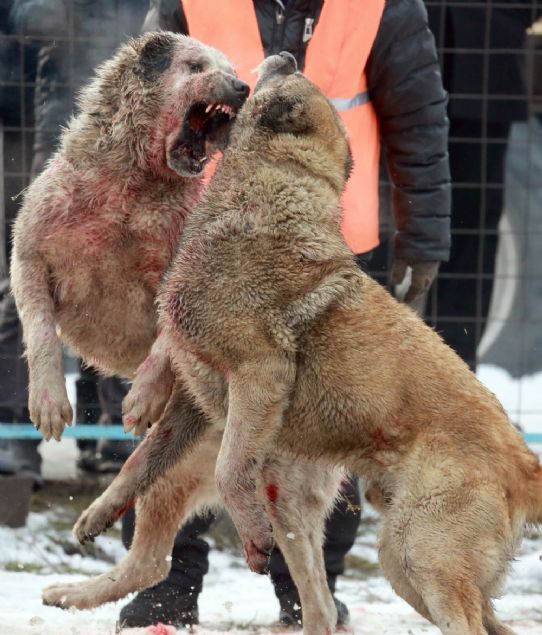  Ba�kent Bi�kek'te bir k�pek yeti�tirme kul�b� taraf�ndan d�zenlenen yar��mada en iyi �oban k�pe�ini belirlemek i�in hayvanlar d�v��t�r�ld�.  