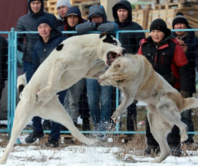  Yakla��k 17 k�pe�in kat�ld��� kan donduran k�pek kavgas�nda y�zlerce ki�i izlemek i�in buraya ak�n etti.    