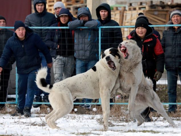 Hayvanlar� korumak i�in herhangi bir yasal d�zenleme olmad��� i�in her y�l hayvanlara bu zul�m yap�lmaktad�r.  