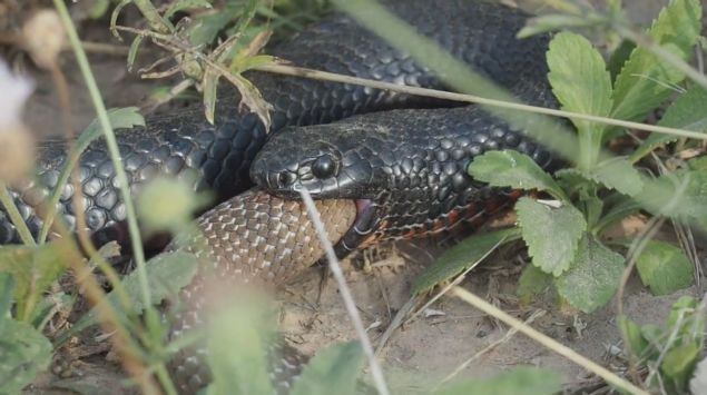 <p>  	<a href='http://www.star.com.tr/video/olumcul-yilanlarin-soke-eden-kavgasi-video-727888/'><strong>Haberin videosunu izlemek için buraya tklayn</strong></a></p>  