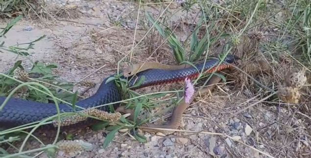 te adm adm o grntler... 