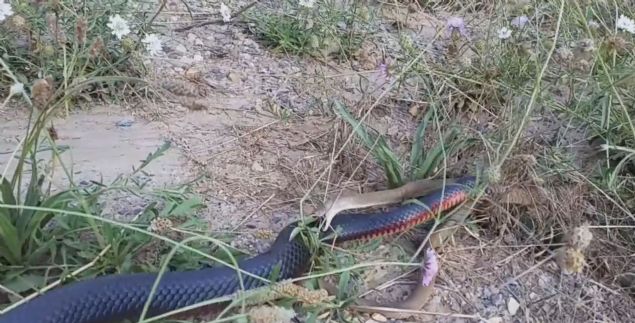 Yaklak yarm saat sren tyler rperten kavgada siyah ylan dierini midesine indirdi.  