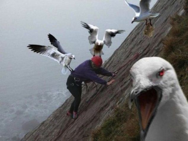 nsanlar tarafndan rahatsz edilen hayvanlarn tepkileri ilgin anlara sahne oluyor.   