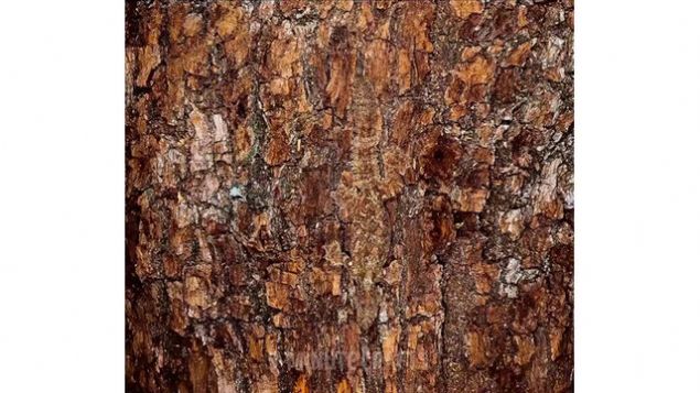 Fotoraftaki hayvan bulmakta yine dikkatli bakanlarn uzmanlk alanna giriyor.    