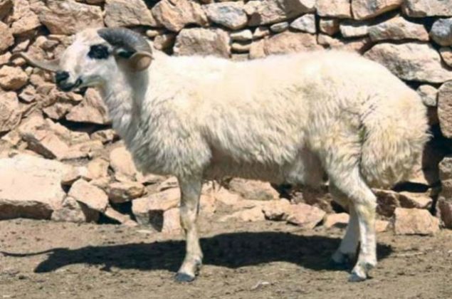 44. KARAMAN - Karaman Koyunu   