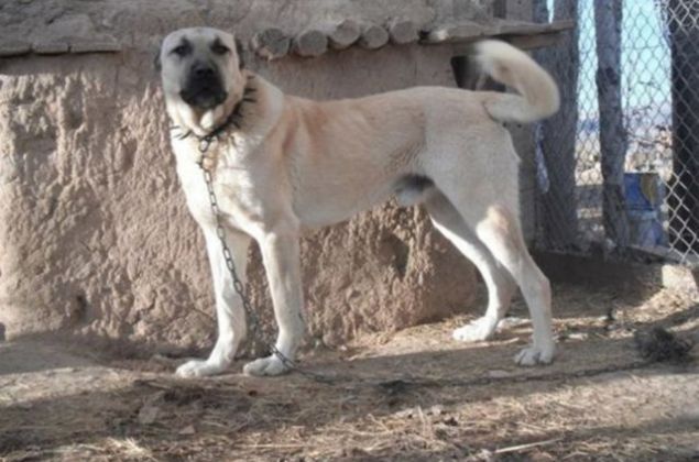 70. SVAS - Kangal Kpei   