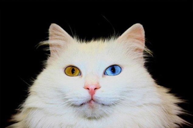 78. VAN - Van Kedisi   