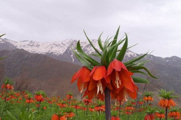 36. HAKKAR - Ters Lale (Alayan Lale)   