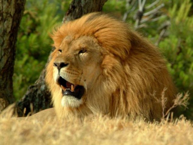 ASLAN     �Orman�n kral�� olarak bilinen aslanlar, G�ney ve Do�u Afrika ile Sahara ��l��n�n en tehlikeli t�r� olarak biliniyor.  