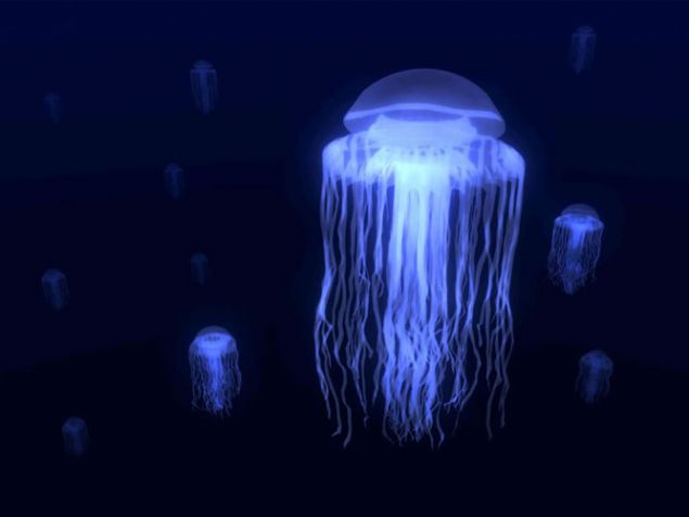 D�nyadaki en zehirli 3. yarat�k bir deniz anas�d�r. Ad� Box Jelly Fish'dir. Zehiri 5 dakika i�inde �ld�rebiliyor. Hint Pasifi�inde ya��yor. Dokunga�lar�n�n boyu 3 metreyi bulabilir...    