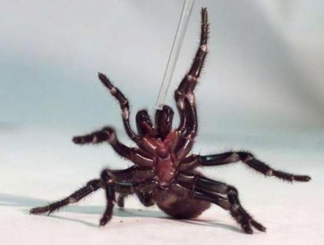 FUNNEL WEB (BACA) �R�MCE��    Ya�ayan en �l�mc�l canl�lar aras�nda yer alan bu t�r, Avustralya�da g�r�l�r. Erkek cinsinin zehiri daha tehlikeli ve �l�mc�ld�r. Karanl�k yerlerede avlan�r ve zehir b�t�n memeliler i�in �l�mc�ld�r.  