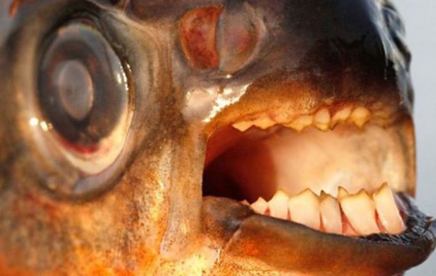 K�rm�z� Pacu    