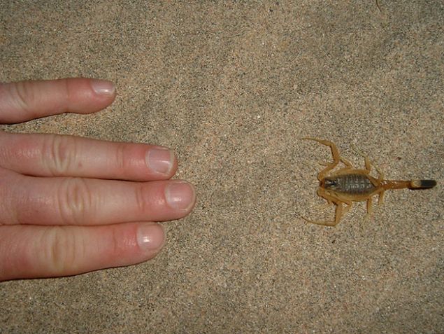  '�lkemizde yap�lan �al��malarda mesobuthus caucasicus, mesobuthus nigrocinctus, androctonus crassicauda gibi zehirli akrep t�rlerinin �lkemizin do�u ve g�neydo�u b�lgelerinde bulundu�u saptanm��t�r.    