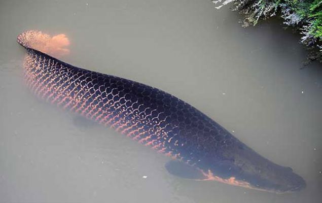 Arapayma  3 metre uzunlu�unda ve 100 kilo a��rl���ndaki bu bal�k  Genellikle kendinden k���k bal�klar ve ku�lar ise besleniyorlar.  