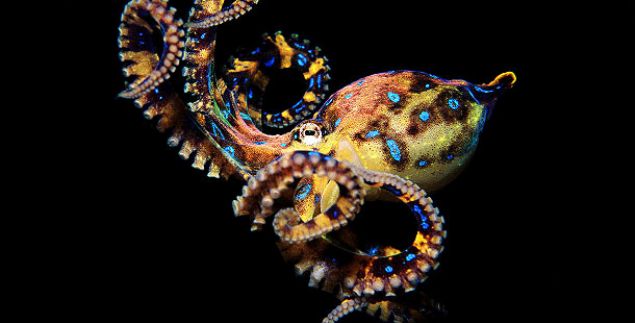 D�nyadaki en zehirli bir di�er yarat�k deniz ahtapotudur. Ad� Blue Ringed Octopus. Zehiri sadece 2-3 dakikada �ld�r�yor. Zehiri 2-3 dakikada �ld�rebilecek g��tedir...    