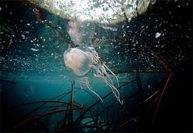 BOX DEN�Z ANASI     Ak��kan bir yap�s� bulunan deniz anas�n�n �ld�r�c� bir zehiri vard�r. 15 tane dokuna�� vard�r ve 3 metre uzunlu�una sahiptirler.  