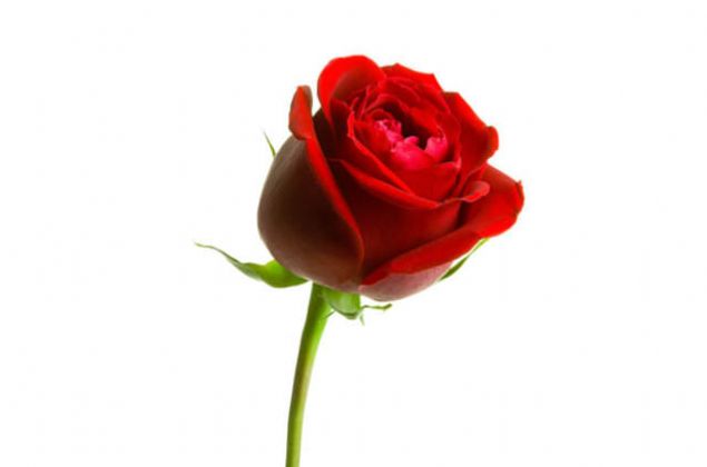 KIZ ARKADA�INIZA G�L  Bir adam ya da kad�n yakla��r ve k�z arkada��n�z�n eline g�l tutu�turur sonra da paras�n� ister. Ancak �ok y�ksek bir para ister. K�z arkada��n�za mah�up kalmamak i�in paray� �demek zorunda kal�rs�n�z. PAR�S, ROMA, BARCELONA 