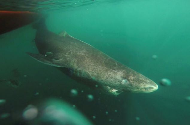 Kydan ok uzaklamayn. Geceleyin ya da alacakaranlkta suya girmeyin. Kanayan ak bir yaranz varsa suya girmeyin. Parlayan mcevherler takmamaya aln, nk yansyan k balk pullarnn parldamasna benzer. Parlak renkli mayolar giymekten kann.'      