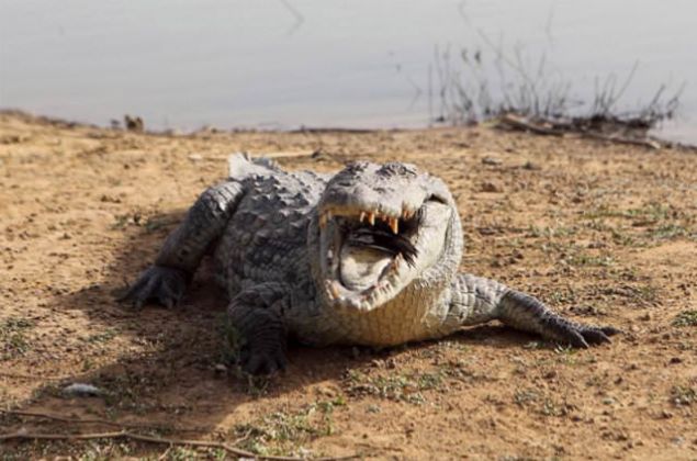 Bunun iin elinizdeki herhangi bir silah ya da yumruklarnz kullann. Eer timsahn az, bir organnzn zerine kapanmsa, burnuna vurun ya da yumruk atn. Genellikle timsahlar burunlarna hafife vurulsa bile azlarn aarlar. Azlar ile yakaladklar ey her neyse onu brakrlar ve geri ekilirler.      