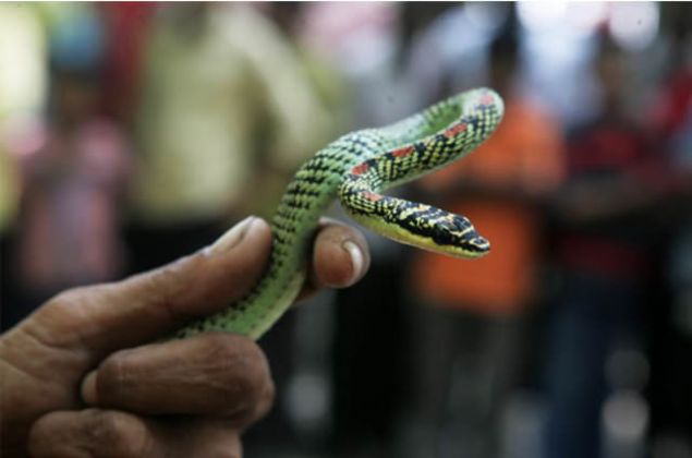 Zehirli ylan saldrsna kar ne yapmal:  'En ksa srede sr su ve sabunla ykayn. Isrlan blgeyi hereketsiz ve kalp dzeyinin aasnda tutun. Bu zehrin akn yavalatacaktr. En ksa srede tbbi yardm aln. Eer 30 dakika iinde tbbi yardm bulamayacaksanz, zehrin akn yavalatmak iin srn zerini be ya da on santim kalnlnda bir bandaj ile skca sarn. Eer yannzda bir emme aleti varsa herhangi bir yark amadan zehiri yaradan ekmeye aln. Zehiri aznzla emmeye almayn, az yoluyla kana karabilir.'  