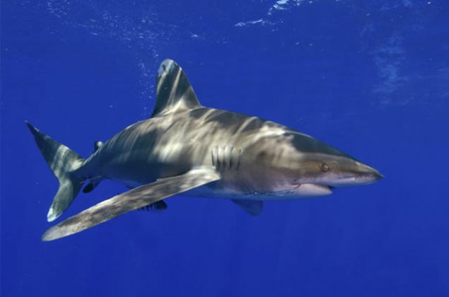 Kpekbal saldrsna urarsanz: 'Eer size doru gelen veya saldran bir kpekbal varsa, elinizdeki herhangi bir ey ile kpekbalnn acya en duyarl blgeleri olan gzlerine ya da solungalarna vurun. Bu blgelere hzl, sert, art arda drtler yapn. Kpekbalna vurmak, ona aslnda savunmasz olmadnz sylemek demektir.      