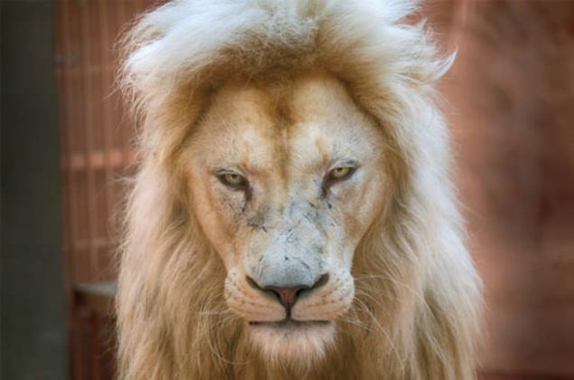 Eer saldrgan davranmaya devam ediyorsa, ona ta atn. Size saldrrsa, dverek karlk verin, zellikle gzlerine ve azna vurun.      