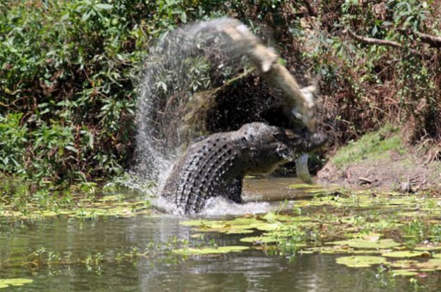 Eer timsah sizi enelerinin arasnda tutuyorsa, onun sizi sallamasn ya da dndrmesini engellemelisiniz, bu ani hareketler ciddi doku yaralanmalarna neden olur. Kk bir kesik ya da yaralanma bile olsa enfeksiyonu tedavi etmek iin ok abuk bir ekilde tbbi yardm aln. nk timsahlarn aznda byk miktarda patojen vardr.'      