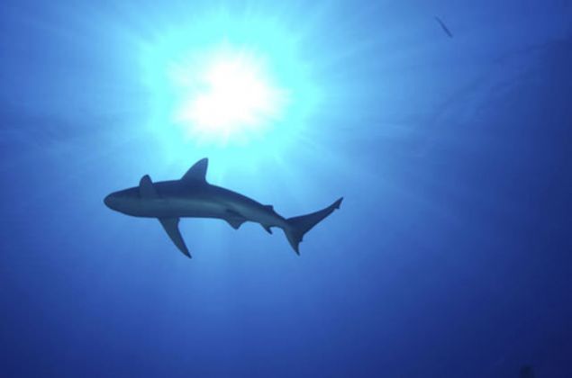 Her zaman grup halinde kaln, kpekbalklar daha ok tek kalan kiilere saldrmaktadr.      