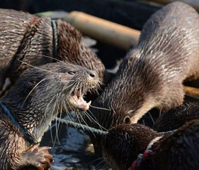 Grevlerini tamamyalan su samurlarnn dl ise avdan kendilerine den pay oluyor.     