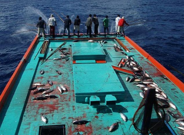 Bir gemi dolusu balk avlayan bu Maldivli balklar olduka farkl bir yntem kullanyor...       