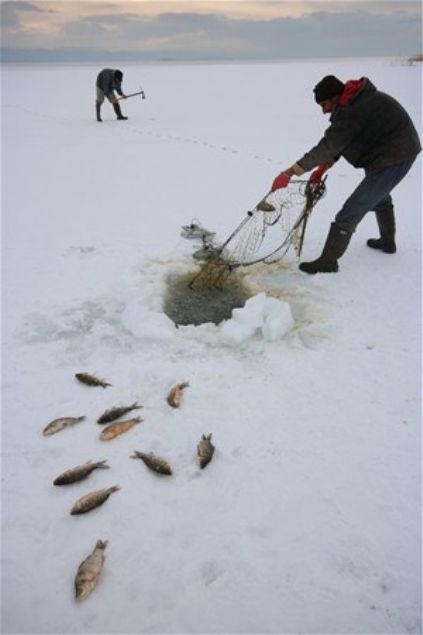 Yzeyi tamamen donan glde yaklak bir kilometre yryen vatandalar, kazma ve kreklerle buz tabakasn krarak, gle attklar alarla aynal sazan bal avlad.   