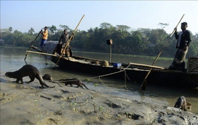 Sonra teknelere bal olan su samurlarn nehre salyorlar.     
