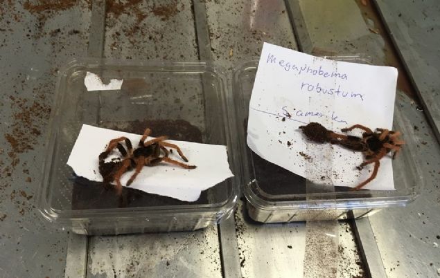 14 Mart'ta yaanan bu olayda kutularn iinden 11 adet ylan, 9 adet rmcek ve 5 adet de akrep kt.  