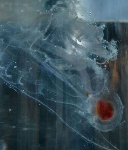 Stewart Fraser �effaf yarat��� eline ald���nda y�zeyinin sanki bal�k pullar� ile kapl�ym�� gibi oldu�unu ve j�lemsi ama olduk�a s�k� bir forma sahip bir canl� oldu�unu belirtti.    