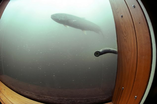 B�y�k Britanya Krall��� tarihinde Lamprey'ler, sava�tan galip gelerek nehirden saray�na d�nmek isteyen 2 �ngiliz Kral�n�n �l�m�ne sebep olmu�lard�r...   