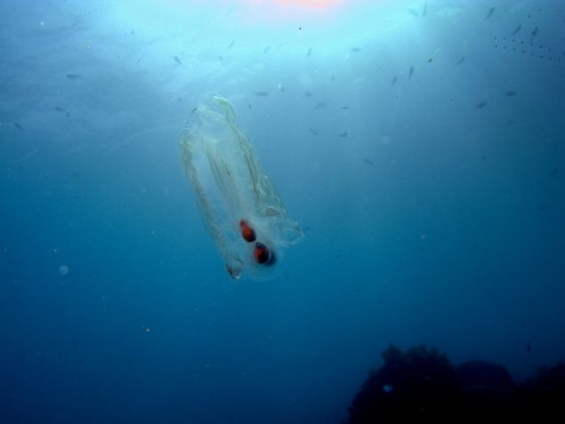 �a�k�nl�k i�erisinde olan Stewart Fraser suyun �zerindeki de�i�ik nesneyi almak ile almamak aras�nda karars�z kald���n� fakat merak�na yenilerek daha yak�ndan bakmak i�in ilgin� cismi sudan ��karmaya karar verdi.    Stewart Fraser �effaf yarat��� eline ald���nda y�zeyinin sanki bal�k pullar� ile kapl�ym�� gibi oldu�unu ve j�lemsi ama olduk�a s�k� bir forma sahip bir canl� oldu�unu belirtti. 