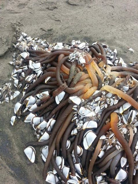 Uzmanlar�n a��klamas�na g�re, ender g�r�len bir deniz yarat��� olan Barnacle, genelde denizin dibinde ya��yor ve planktonlarla besleniyor.     �spanya ve Portekiz'de bu deniz canl�lar�, midyeler kadar �ok t�ketiliyor. U� k�sm�ndaki kabukla birlikte servis ediliyor. 