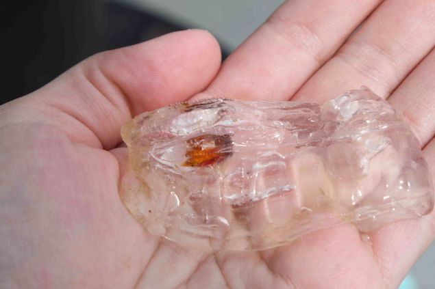 T�rlerine nadir rastlanan bu canl�lar G�ney okyanusunda sadece so�uk sularda ya�ad�klar� belirtildi. Jelimsi v�cuduna su toplayarak ve daha sonra toplad��� sular� p�sk�rtme kuvveti ile ilerliyormu�.   