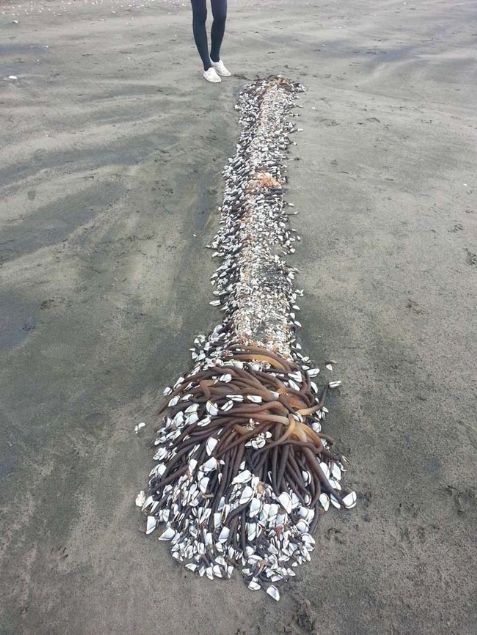 Yeni Zelanda Reglan plaj�nda k�y�ya vuran 2 metre uzunlu�undaki yarat�k g�renleri �a�k�na �evirdi.   