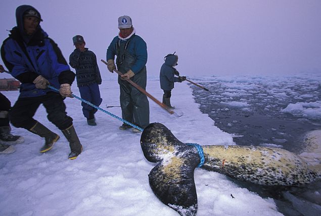 Narval balinalar�n�n ya�am alan� Kuzey Buz Denizi�nde Kanada�n�n Baffin K�rfezi, Davis Bo�az� ve Hudson K�rfezi�dir. K�� mevsimi dahil ya�amlar�n� s�rekli arktik b�lgede ge�iren tek balina t�r�d�r onlar.   