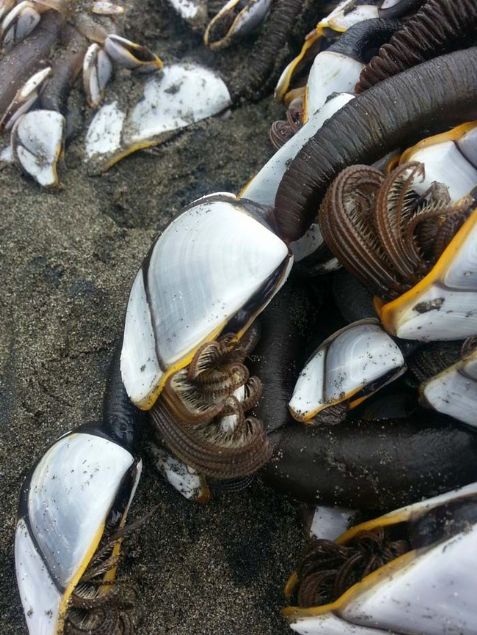 Uzunlu�u 2 metreyi a�an ve tamamen ahtapot kollar� gibi hareketli uzant�lardan olu�an tuhaf 'deniz canl�s�'n�n asl�nda tek bir canl� de�il, y�zlerce canl�n�n olu�turdu�u bir 'koloni' oldu�u anla��ld�.   