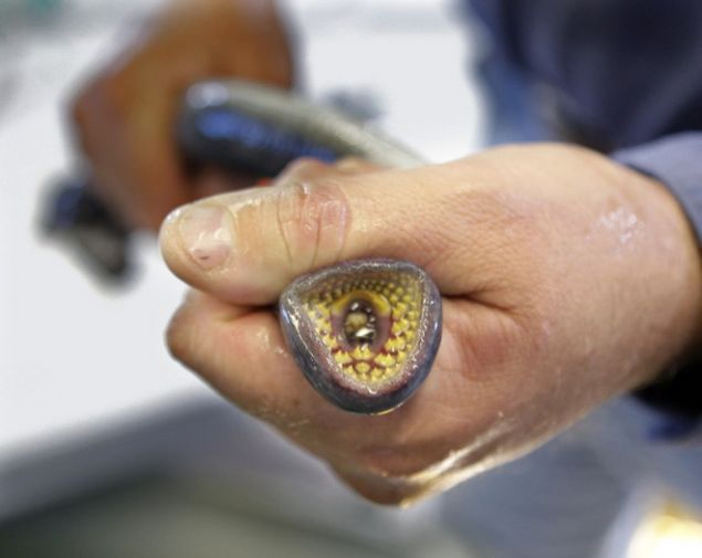 Bu �ok nadir bulunan kan-emici yarat�klar bir o kadar da tehlikeliler...   