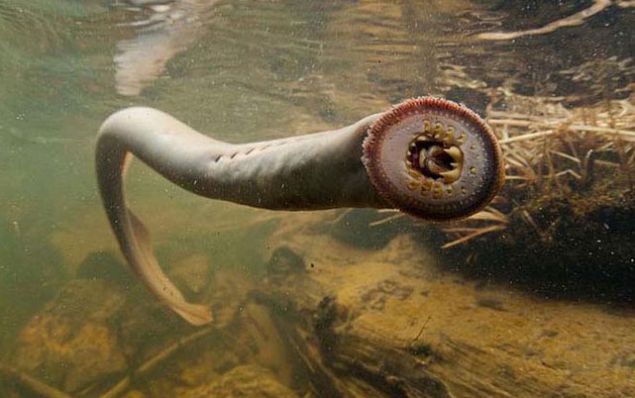 �ki  �ngiliz Kral�'n�n �l�m�ne sebep olan bu bal�k t�r� g�renleri �a�k�na �eviriyor.   